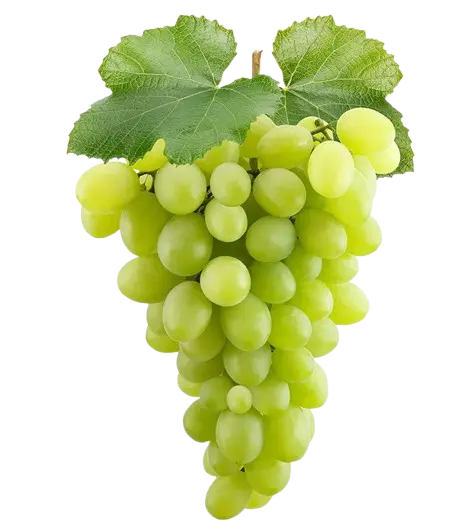 Grapes