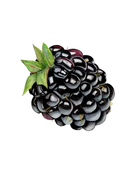 black Berry