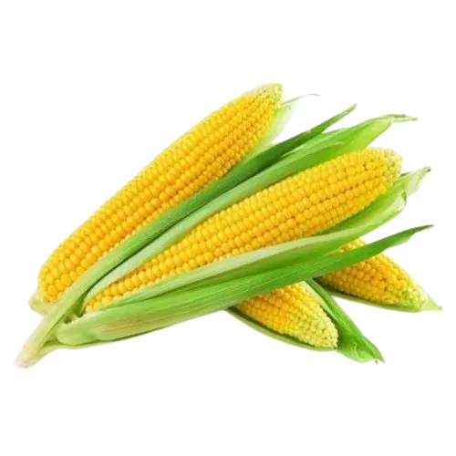 bhutta