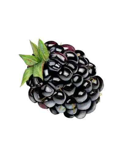 black Berry