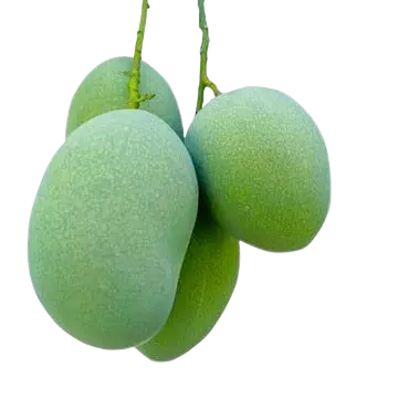 Kachha Mango